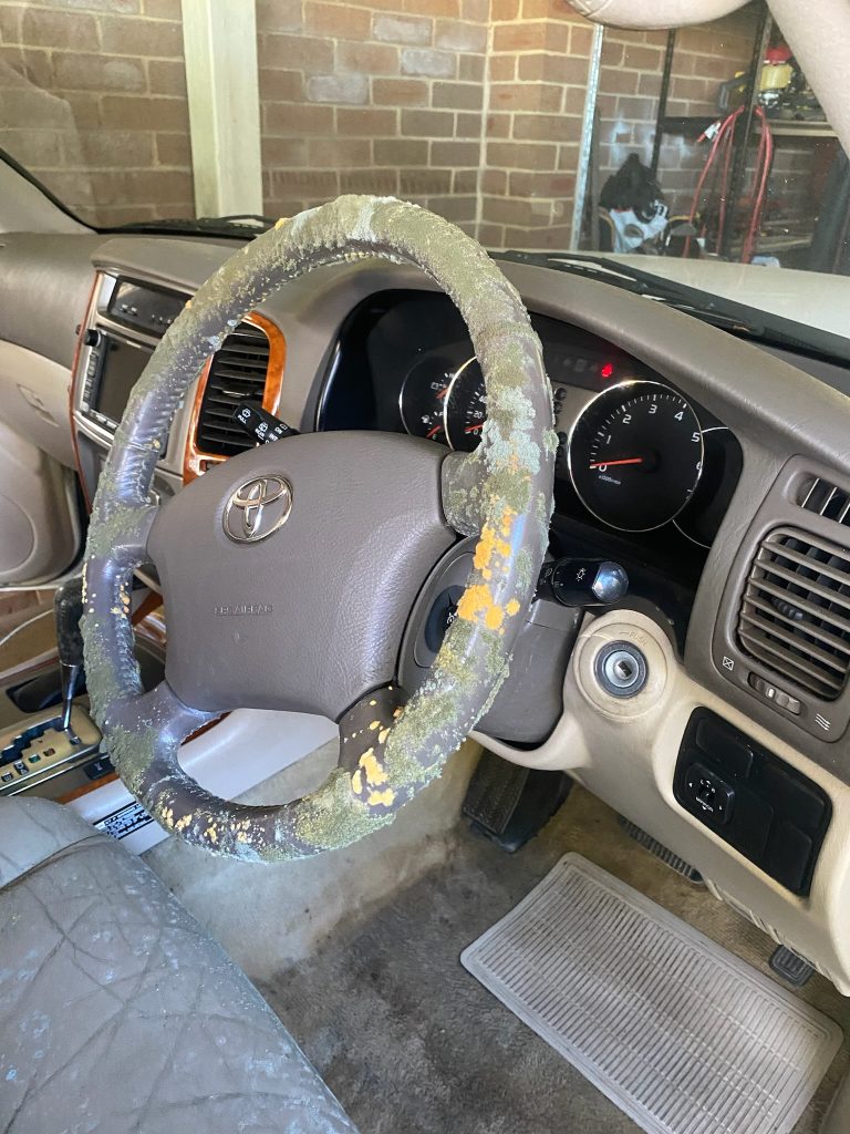 Mould flora growing on steering wheel. This is not AI. We worked on this car in Mosman